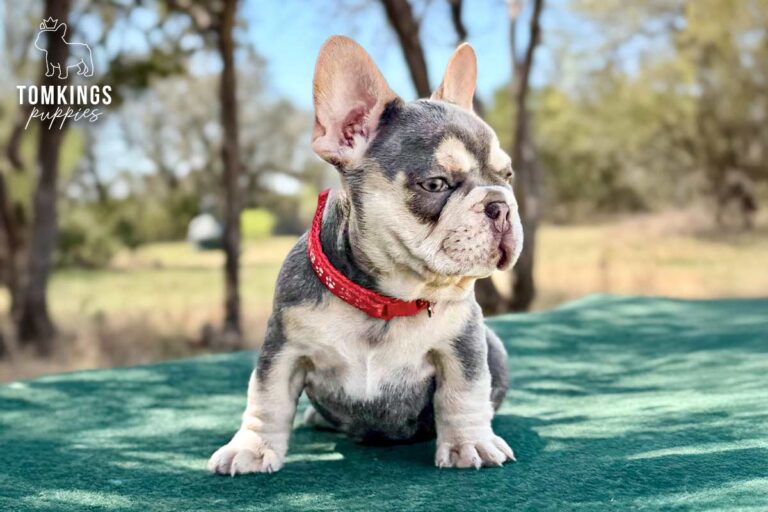 Lyra, a lilac and tan female French Bulldog puppy, seated in side view outdoors with a red collar.