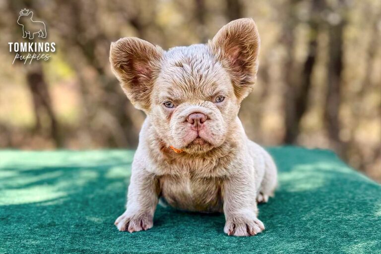 Mochi, a new shade isabella fluffy male French Bulldog puppy, lying on green fabric outdoors.