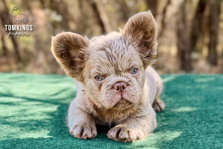 Mochi, a new shade isabella fluffy male French Bulldog puppy, lying in side profile outdoors.