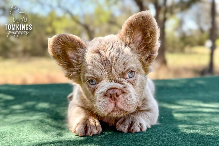 Mochi, a new shade isabella fluffy male French Bulldog puppy, resting with his face toward the camera.