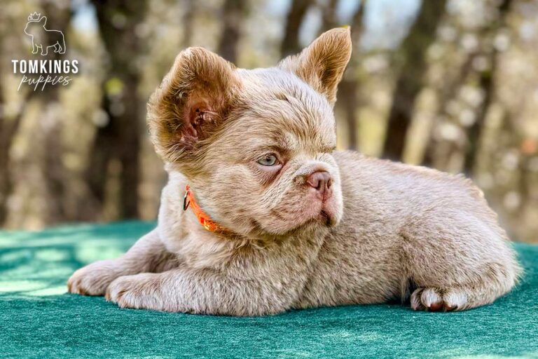 Mochi, a new shade isabella fluffy male French Bulldog puppy, lying low and looking ahead outdoors.