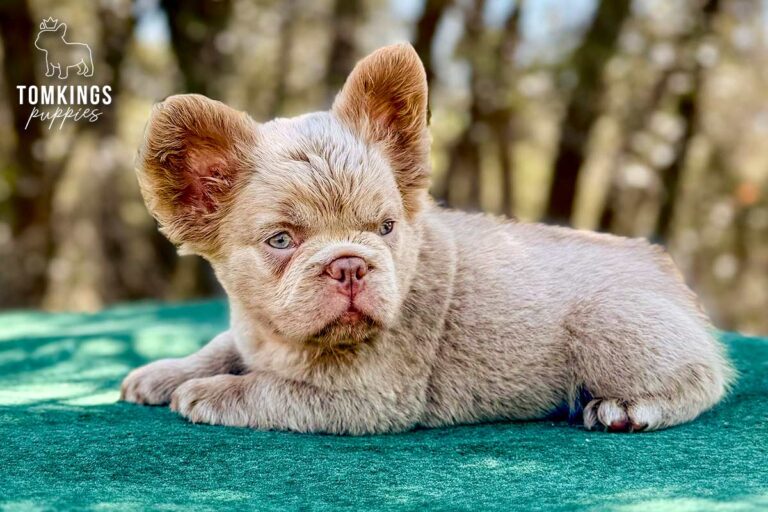 Mochi, a new shade isabella fluffy male French Bulldog puppy, standing front-facing outdoors.