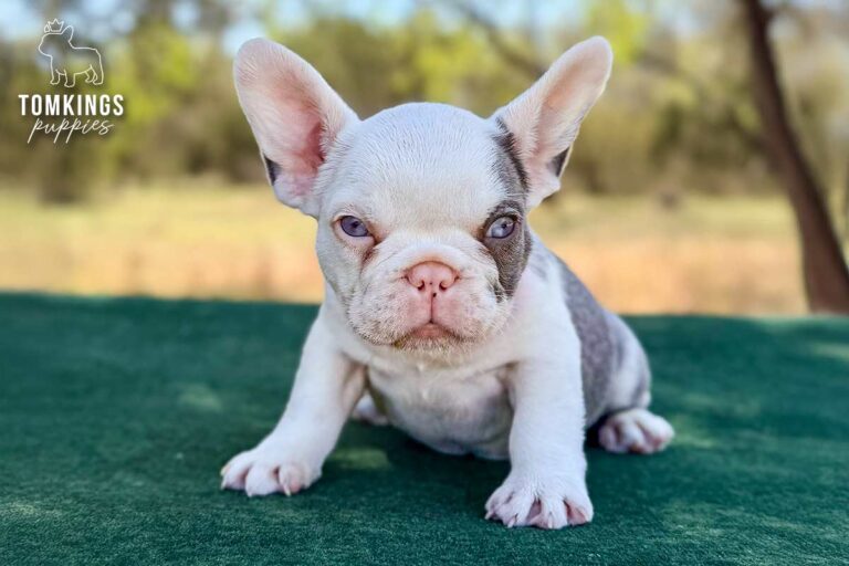 Princeton, a lilac koi male French Bulldog puppy, lying down outdoors in a purple collar.