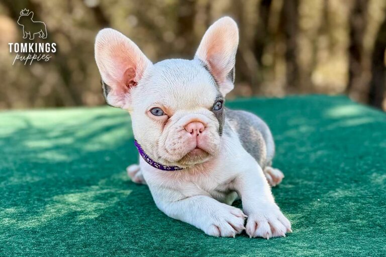 Princeton, a lilac koi male French Bulldog puppy, lying with one paw forward outdoors.