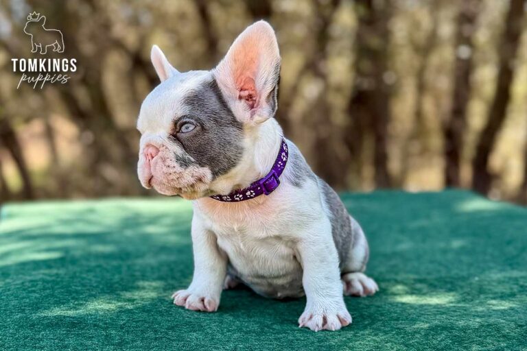 Princeton, a lilac koi male French Bulldog puppy, lying flat with his head down outdoors.