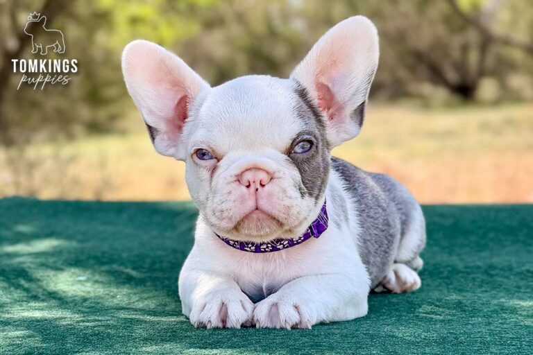 Princeton, a lilac koi male French Bulldog puppy, seated facing the camera outdoors.