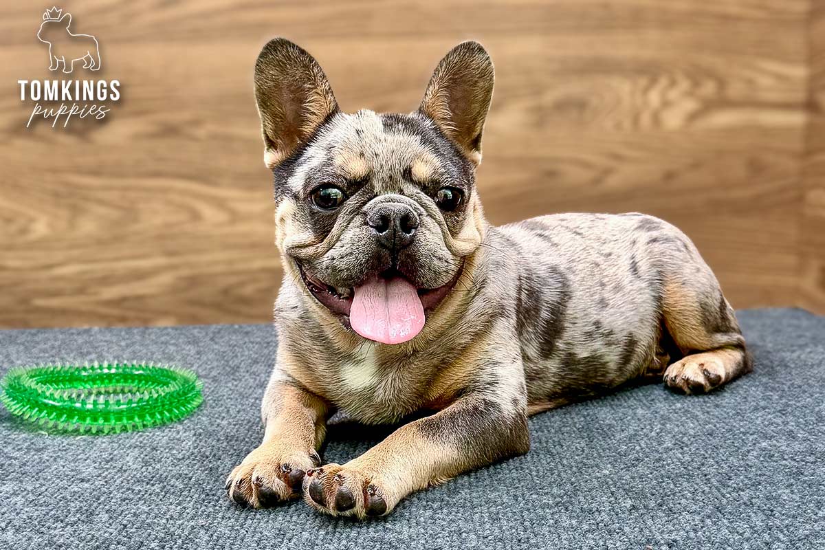 Rocky, the Tiny Treasure