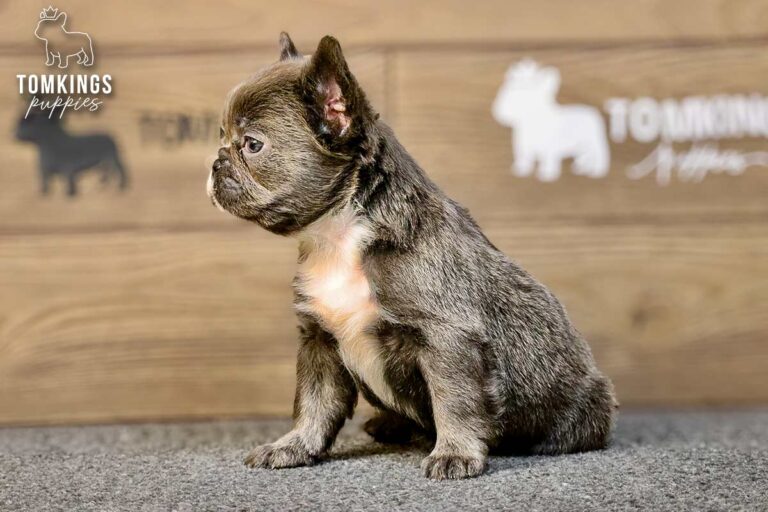 Saffy, a blue fluffy French Bulldog girl, sitting in side profile on gray carpet indoors.