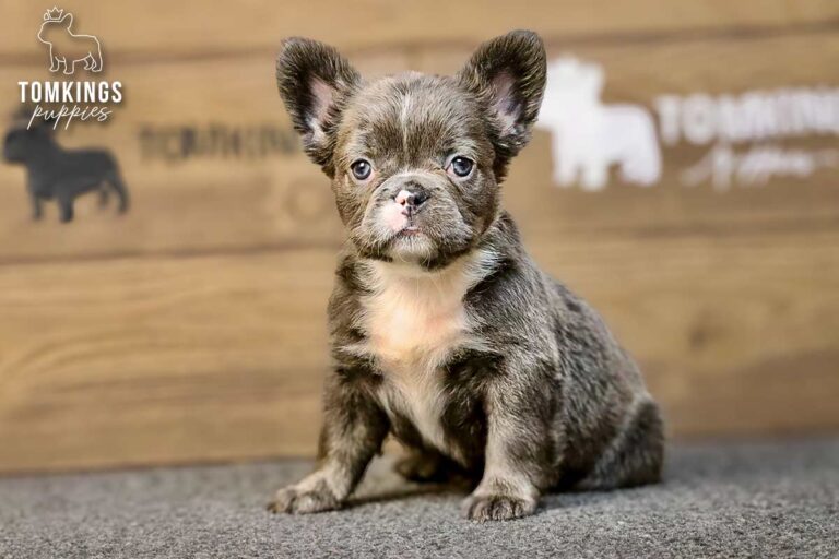 Saffy, a blue fluffy French Bulldog girl, sitting front-facing on gray carpet indoors.