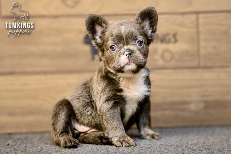 Saffy, a blue fluffy French Bulldog girl, sitting upright on gray carpet in a wood-backdrop setup.