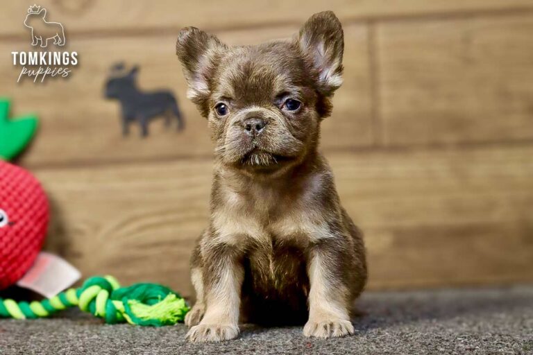 Solina, a blue and tan fluffy French Bulldog girl, sitting beside a rope toy on gray carpet indoors.