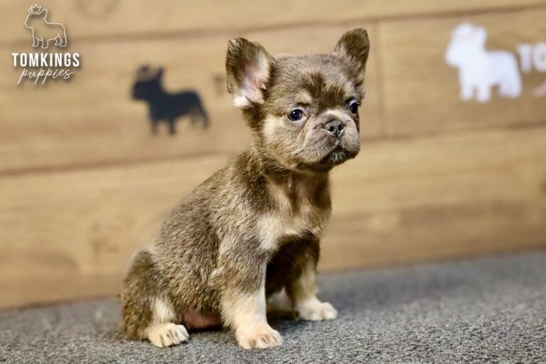 Solina, a blue and tan fluffy French Bulldog girl, sitting at an angle on gray carpet indoors.