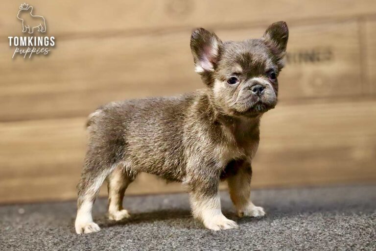 Solina, a blue and tan fluffy French Bulldog girl, standing in profile on gray carpet indoors.