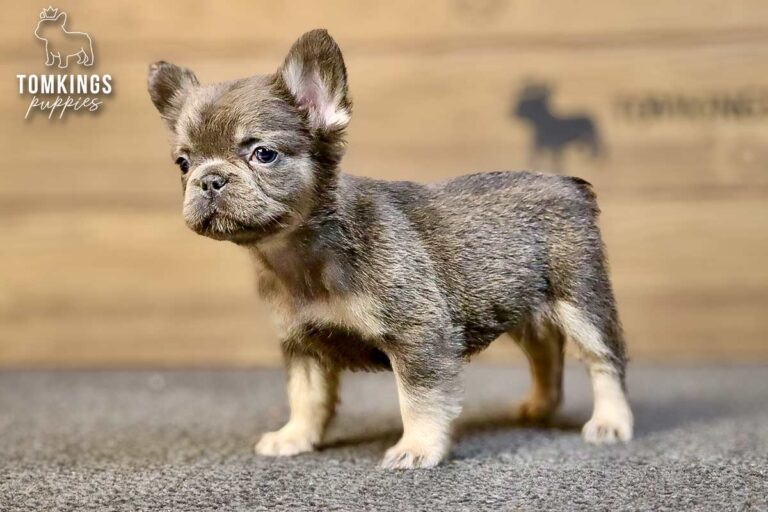 Solina, a blue and tan fluffy French Bulldog girl, standing in a three-quarter view on gray carpet.