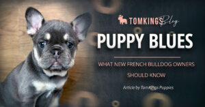 Puppy Blues: What New French Bulldog Owners Should Know