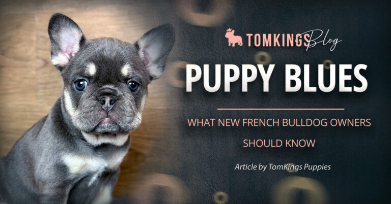 Puppy Blues: What New French Bulldog Owners Should Know