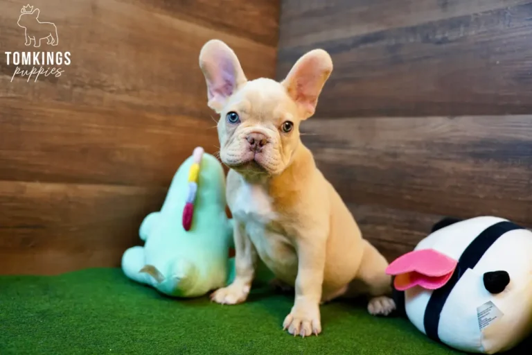 Yang, an isabella fawn French Bulldog boy, sitting indoors on green turf with a wood backdrop and plush toys beside him.