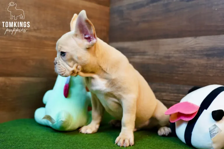 Yang, an isabella fawn French Bulldog boy, sitting sideways indoors with green turf flooring and plush toys nearby.